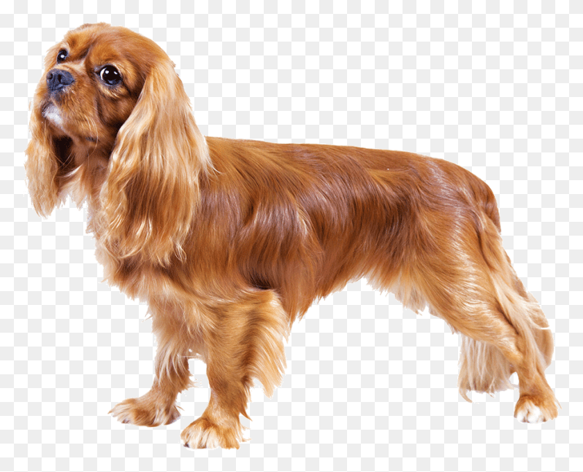 915x729 Small Cute Dogs Cavalier King Charles Spaniel, Dog, Pet, Canine HD PNG Download
