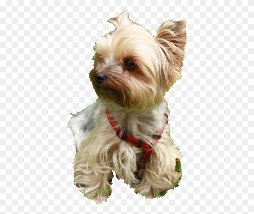 403x648 Small Dog Clothes For Tiny Dogs Redes Sociais De Animais, Pet, Canine, Animal HD PNG Download
