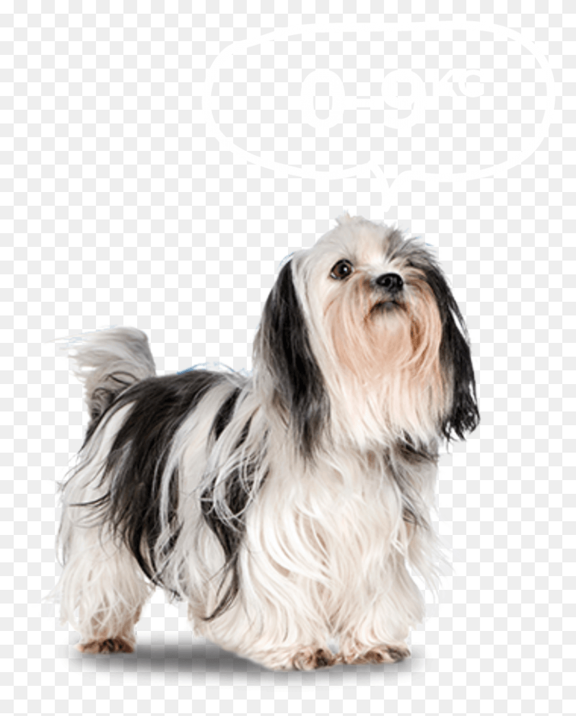 808x1020 Small Dog Transparent Background Gipoallergennie Porodi Gipoallergennaya Sobaka, Pet, Canine, Animal HD PNG Download
