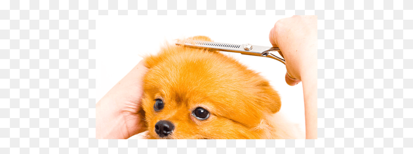 453x253 Small Dogs Pomeranian, Person, Human, Animal HD PNG Download