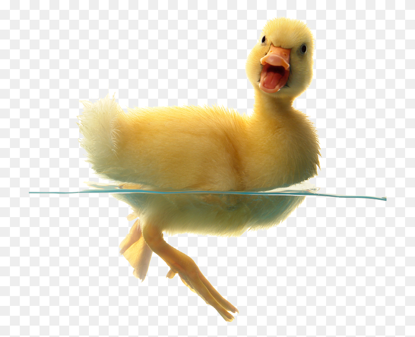 726x623 Small Duck Baby Duckling American Pekin, Bird, Animal, Chicken Descargar Hd Png