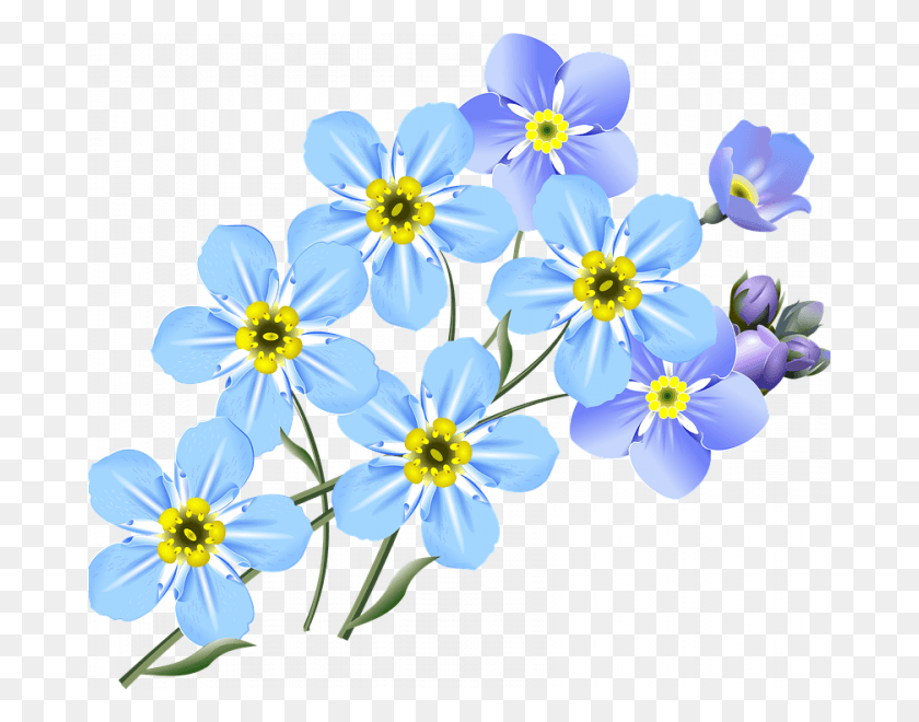 678x600 Small Flower Drawings Drawing Forget Me Nots Blue Free Drawing Forget Me Not Flower, Anemone, Plant, Blossom HD PNG Download
