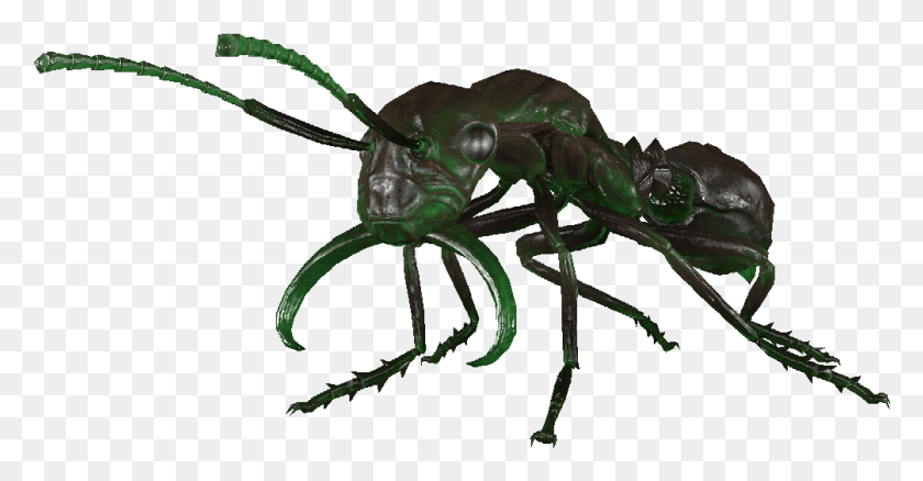 1005x488 La Pequeña Hormiga Resplandeciente Fallout76 Rad Hormiga, Insecto, Invertebrado, Animal Hd Png