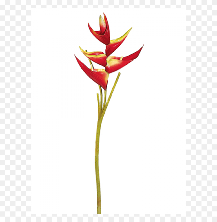 601x801 Small Heliconia Spray Red Yellow Heliconia, Plant, Flower, Blossom HD PNG Download