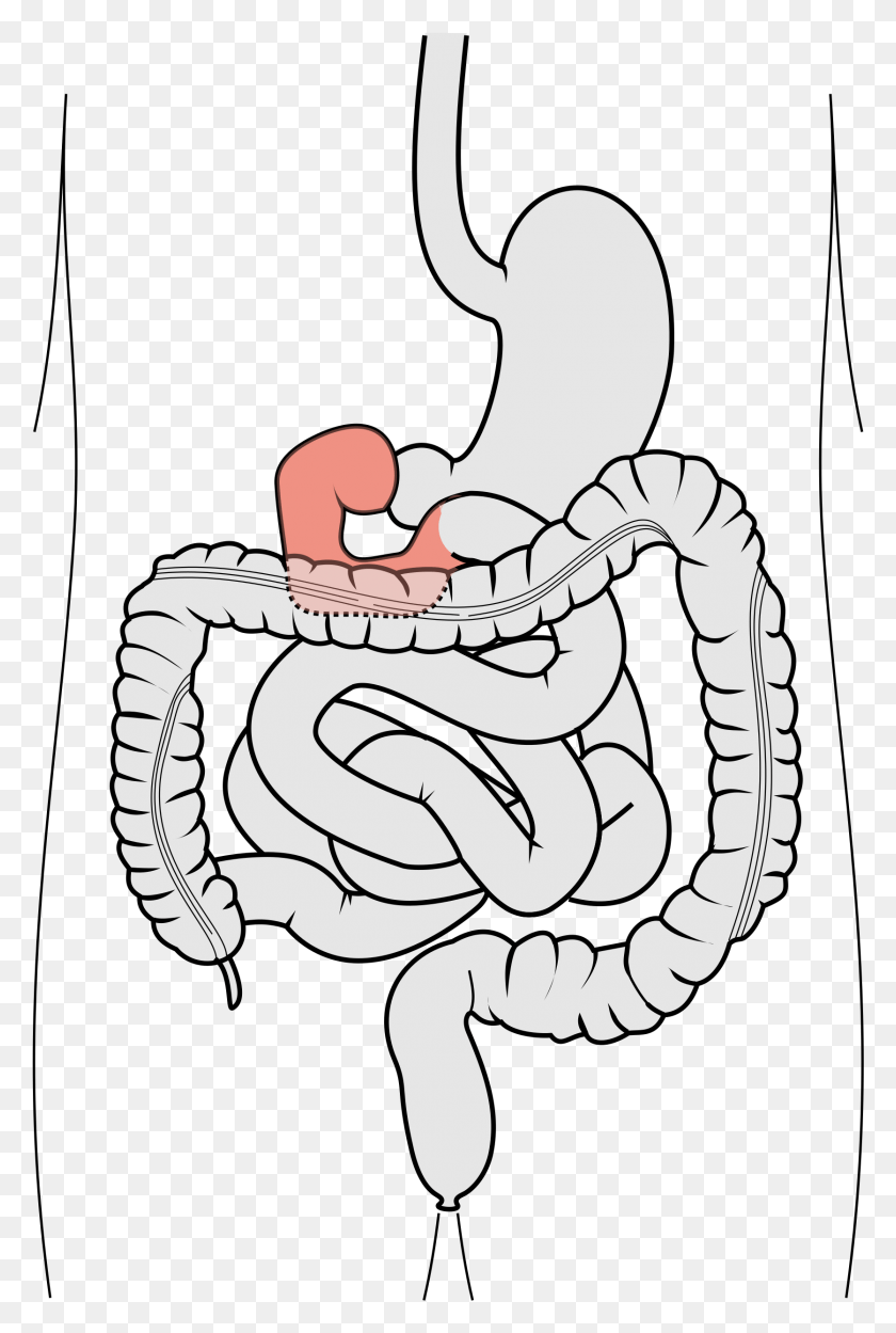 1671x2549 Small Intestine Digestive System 12 Finger Tarm, Reptile, Animal, Snake HD PNG Download