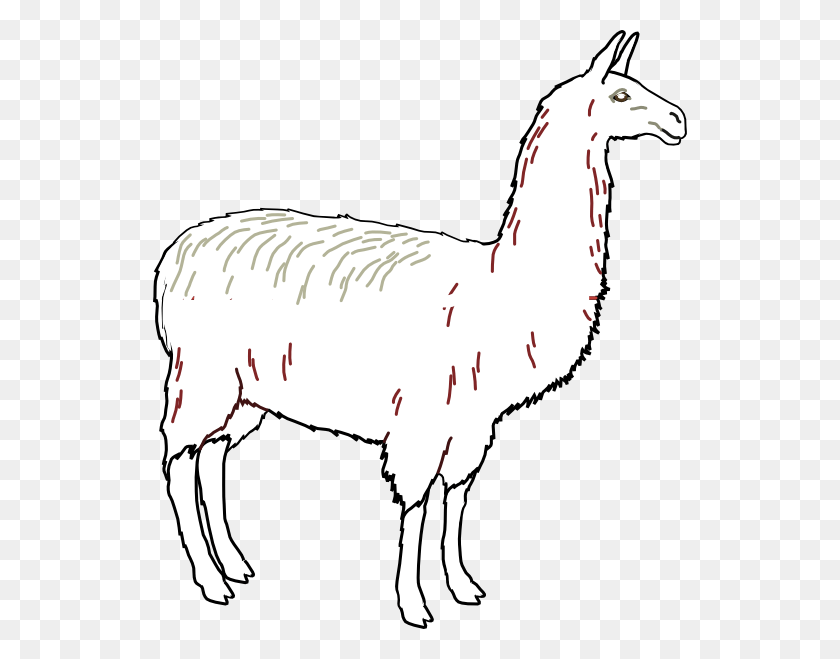 534x599 Small Llama Outline, Mammal, Animal, Alpaca HD PNG Download