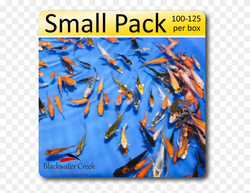 589x589 Small Pack Of Peanuts Free Shipping 100 125 Fish Small Poster, Koi, Carp, Animal HD PNG Download