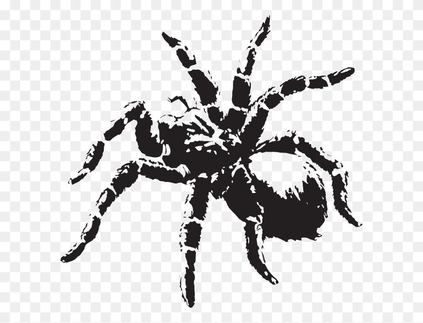 600x581 Small Tarantula Clip Art Black And White, Spider, Invertebrate, Animal HD PNG Download