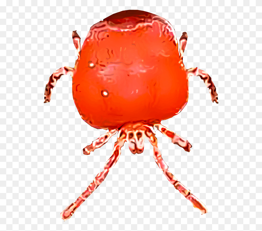 561x682 Small Transparent Bug Chiggers Parasite, Person, Human, Animal HD PNG Download