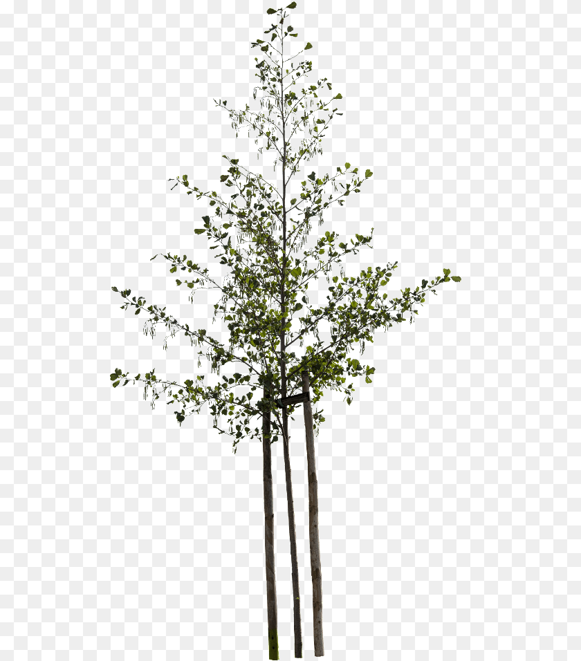526x956 Small Tree, Plant, Leaf, Conifer, Outdoors Transparent PNG