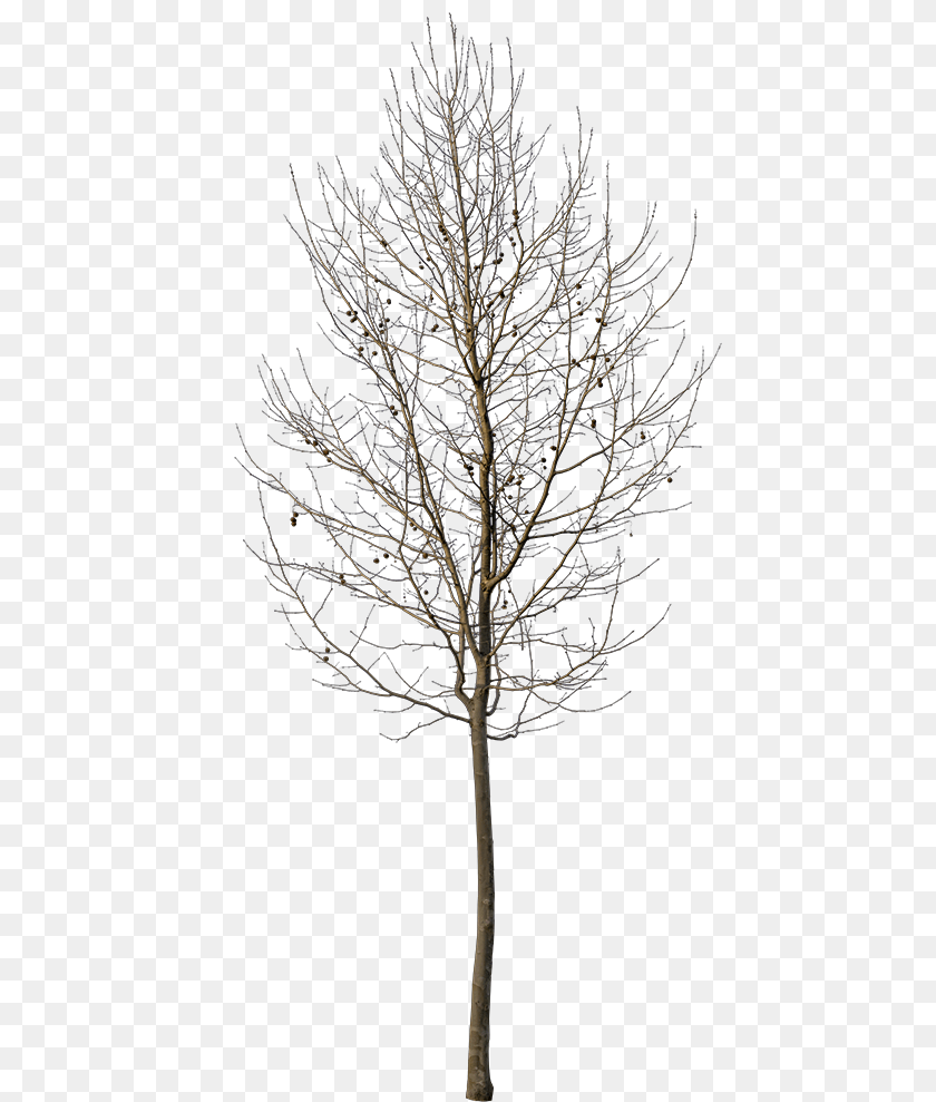 456x989 Small Tree, Plant, Tree Trunk, Nature, Night Clipart PNG