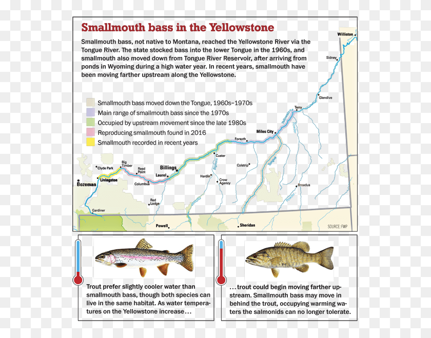 560x599 Smallmouth Bass On The Yellowstone River Smallmouth Bass Movement, Fish, Animal, Outdoors HD PNG Download