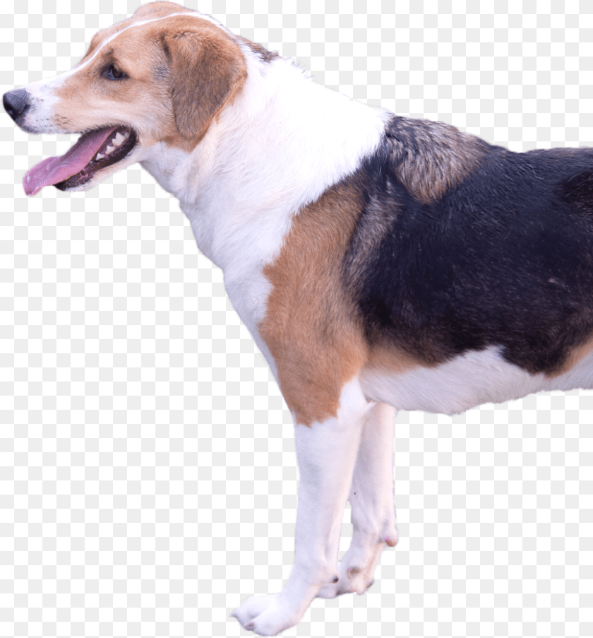 Smile Homepage Beagle Harrier, Animal, Canine, Dog, Hound Sticker PNG