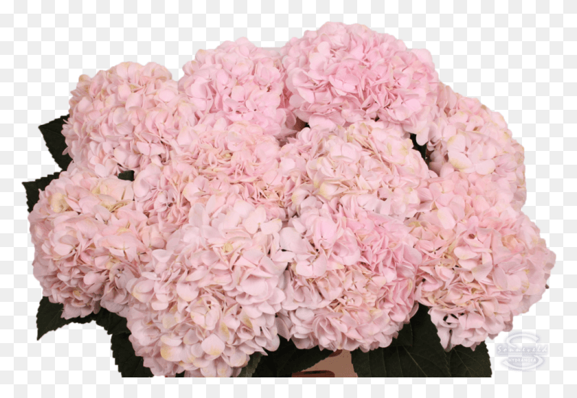 1025x684 Smiley Hydrangea Serrata, Plant, Flower, Blossom HD PNG Download