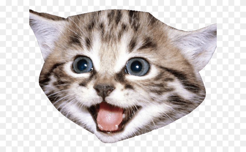641x459 Smiling Cat, Kitten, Pet, Mammal HD PNG Download