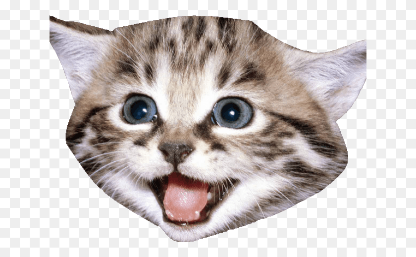 641x459 Gato Sonriente, Gatito, Mascota, Mamífero Hd Png