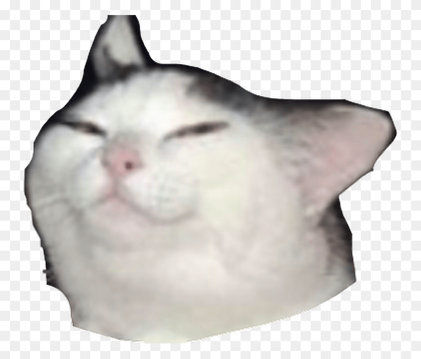 746x656 Smug Cat Meme Transparent Cat Face Meme Transparent, Angora, Pet, Mammal HD PNG Download