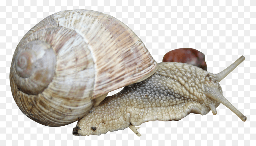 1416x765 Snail 1229166 Clip Lymnaeidae, Snake, Reptile, Animal HD PNG Download