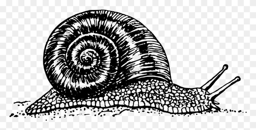 868x408 Snail, Gray, World Of Warcraft HD PNG Download