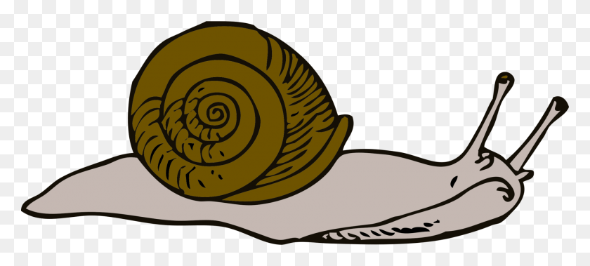 1833x750 Snail Clip Art Sea Snail Clipart, Invertebrate, Animal HD PNG Download