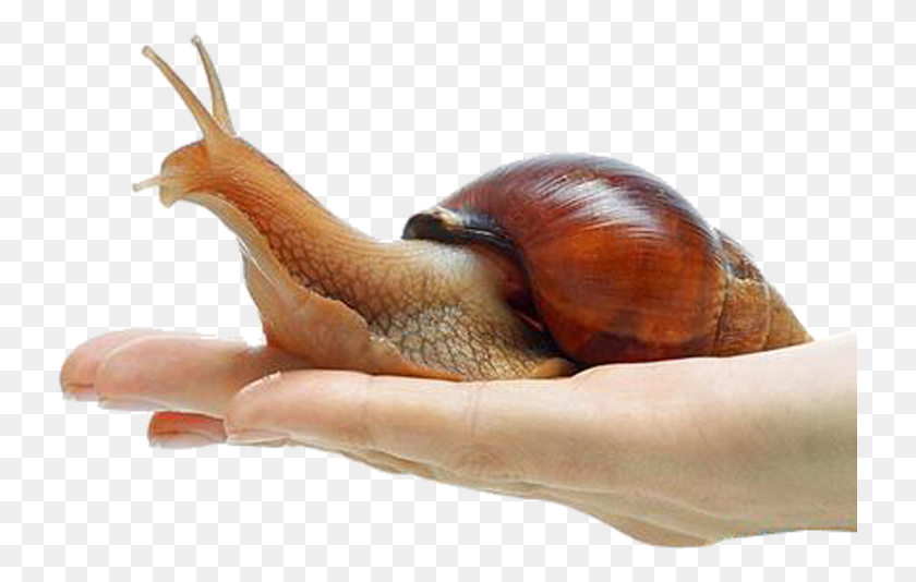 733x474 Snail Free Giant African Snail Hand, Animal, Invertebrate, Person HD PNG Download
