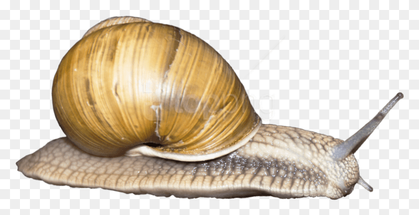 789x377 Caracol Png / Caracol Hd Png