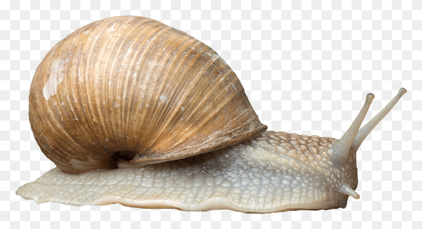 1482x754 Snail Snail, Invertebrate, Animal, Fungus HD PNG Download