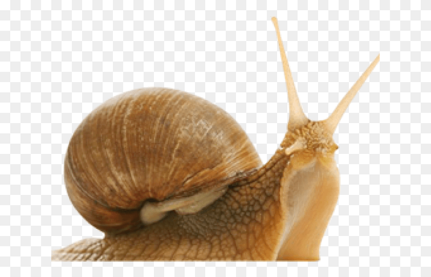 640x480 Snail Transparent Images Elicina Cream The Original, Fungus, Invertebrate, Animal HD PNG Download
