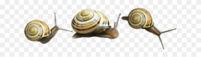 641x181 Snail Transparent Images Orthogastropoda, Invertebrate, Animal, Sea Life HD PNG Download