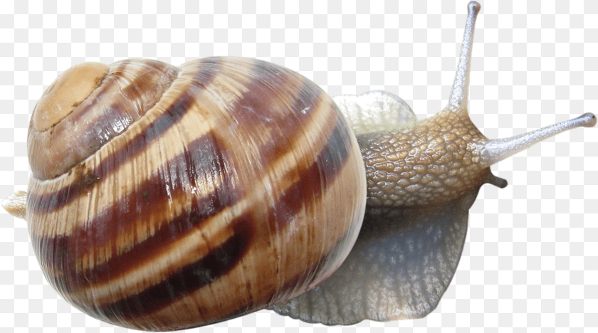 1623x905 Snail Ulitka, Animal, Invertebrate, Insect PNG