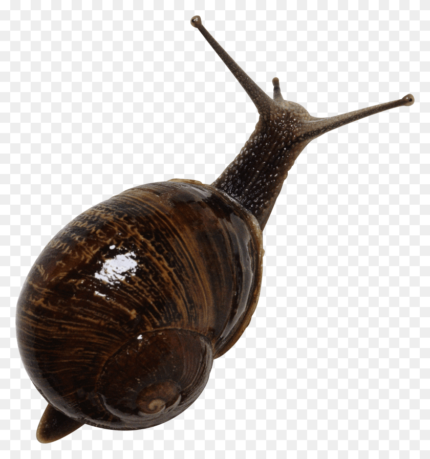 2781x2986 Snails Transparent, Snail, Invertebrate, Animal HD PNG Download