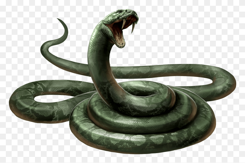 2696x1735 Serpiente, Reptil, Animal Hd Png