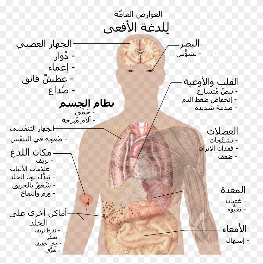 1796x1801 Snake Bite Symptoms Ar Heroin Effects On The Nervous System, Sleeve, Clothing, Apparel Descargar Hd Png