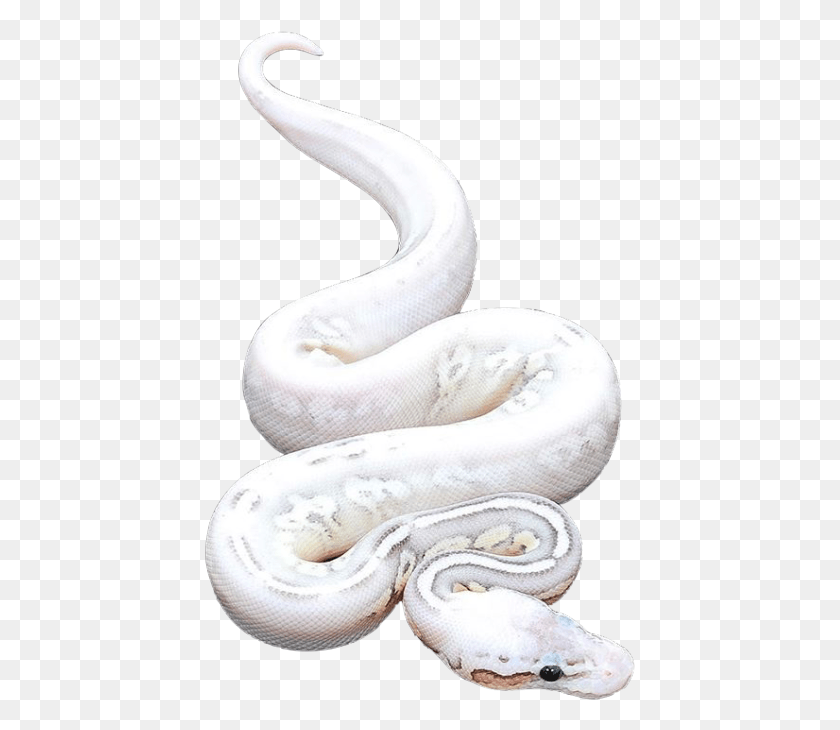 431x670 La Serpiente Pitón Birmana, Animal, Reptil, Anaconda Hd Png