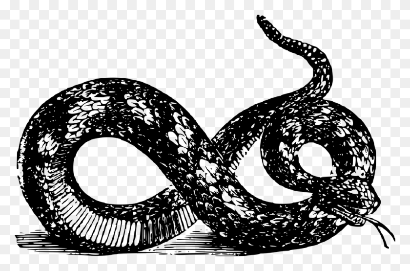 960x608 Snake Graphics Black And White Gadsden Snake, Gray, World Of Warcraft HD PNG Download