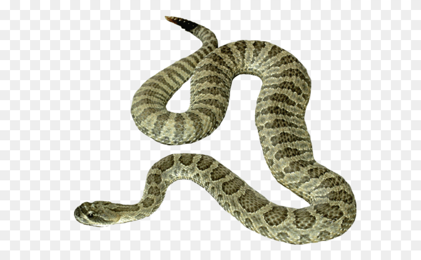 585x459 Snake Icon Transparent Image Snake Images No Background, Reptile, Animal, Rattlesnake HD PNG Download