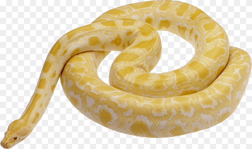 2629x1555 Snake Image Picture Yellow And White Snake, Emblem, Logo, Symbol Sticker PNG
