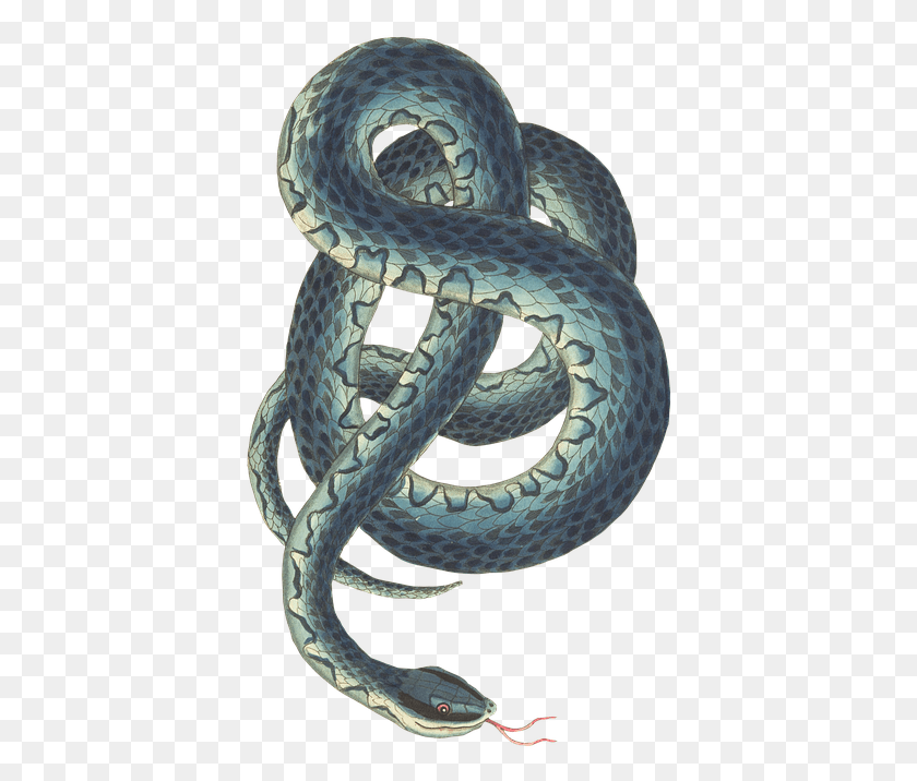 394x656 Snake Reptile Background Isolated Risk Vintage Dead Snake On Transparent Background, Animal, Sea Snake, Sea Life HD PNG Download