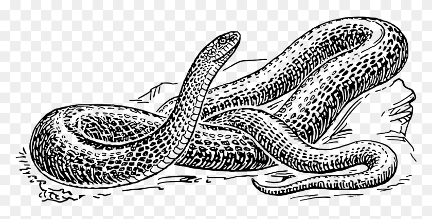 1281x602 Snake Reptile Wildlife Rat Snake Drawing, Animal, Sea Life, Invertebrate HD PNG Download