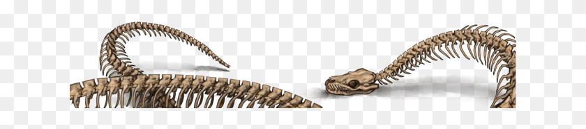 641x126 Esqueleto De Serpiente, Reptil, Animal, Cebra Hd Png