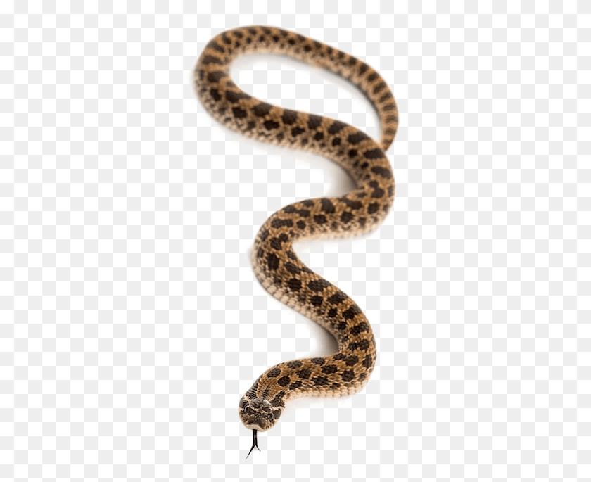 326x625 Snake Transparent Images 36 Million Swallowed By Snake, Reptile, Animal, Rattlesnake HD PNG Download