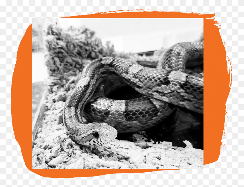 1332x1001 Snake With Orange Behind Boa Constrictor, Reptile, Animal, Rattlesnake HD PNG Download
