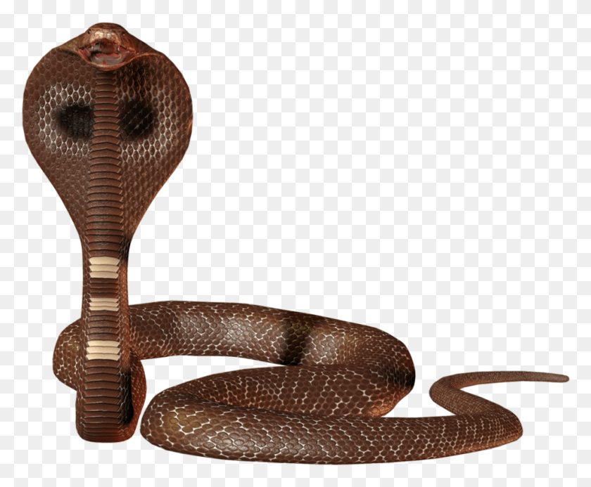 961x780 Snakes, Cobra, Snake, Reptile HD PNG Download