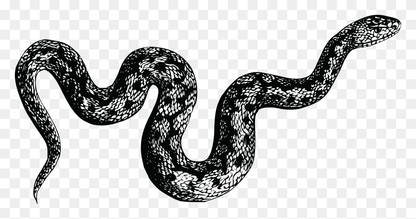4000x1960 Snakes Black And White Snake, Text, Smoke Pipe, Reptile HD PNG Download