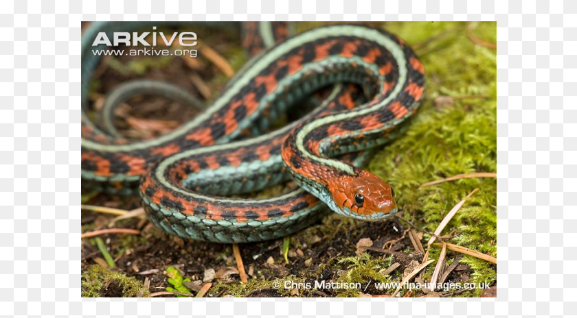 606x404 Snakes Ribbon Snake, Reptile, Animal, King Snake HD PNG Download
