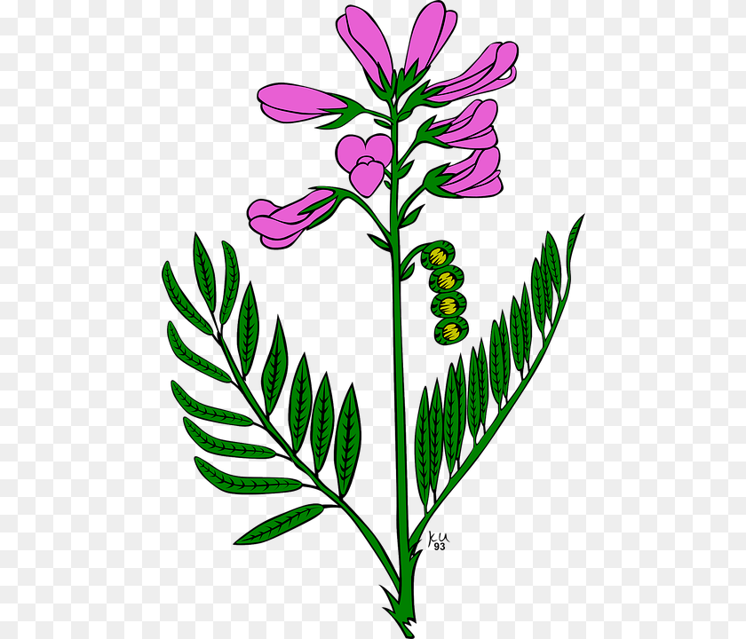 477x720 Snap Dragons Clip Art, Flower, Plant, Leaf, Purple Sticker PNG