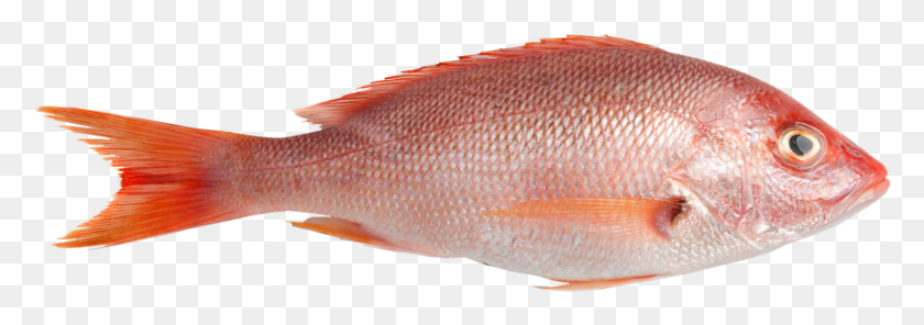 1315x399 Snapper Caribbean Red Head Of A Fish Rosh Hashanah, Animal, Perch HD PNG Download