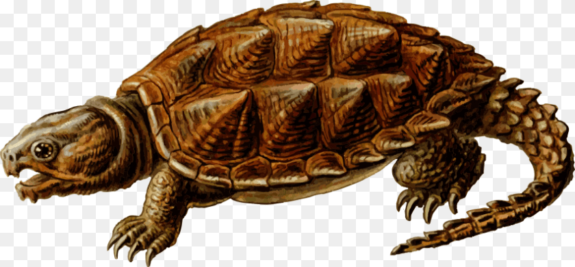 850x395 Snapping Alligator Snapping Turtle, Animal, Reptile, Sea Life, Tortoise Clipart PNG