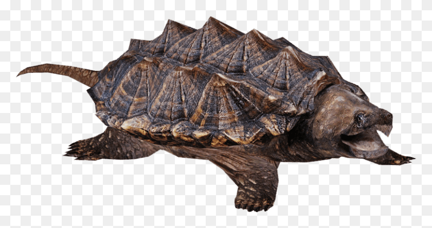 807x398 Snapping Turtle Snapping Turtle, Reptile, Sea Life, Animal HD PNG Download