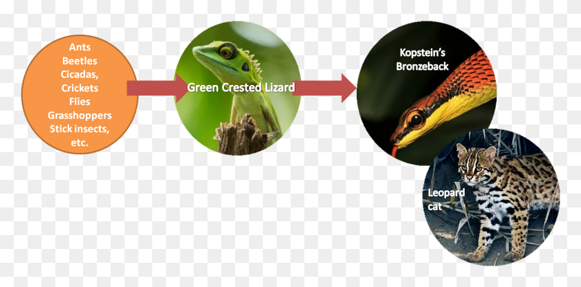 1484x676 Snapshot Of A Green Crested Lizard Eating A Cicada, Gecko, Reptile, Animal HD PNG Download